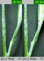 Festuca pallens (kostrzewa blada)