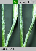 Festuca pallens (kostrzewa blada)