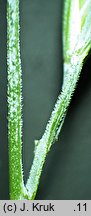 Festuca pallens (kostrzewa blada)