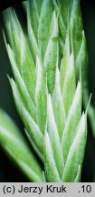 Festuca pallens (kostrzewa blada)