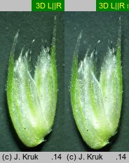 Sesleria tatrae (sesleria tatrzańska)