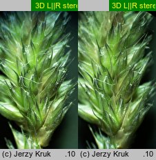 Sesleria tatrae (sesleria tatrzańska)