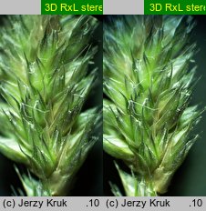 Sesleria tatrae (sesleria tatrzańska)