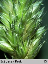 Sesleria tatrae (sesleria tatrzańska)