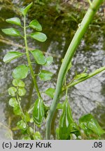 Cardamine dentata (rzeżucha bagienna)