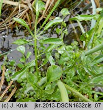 Cardamine dentata (rzeżucha bagienna)