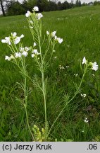 Cardamine matthioli (rzeżucha Matthiolego)