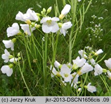 Cardamine matthioli (rzeżucha Matthiolego)