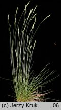 Festuca pseudodalmatica (kostrzewa nibydalmacka)