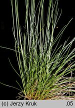 Festuca pseudodalmatica (kostrzewa nibydalmacka)