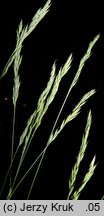 Festuca pseudodalmatica (kostrzewa nibydalmacka)