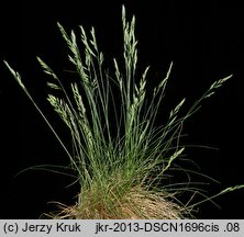 Festuca rupicola (kostrzewa bruzdkowana)