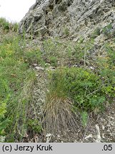 Festuca guestphalica (kostrzewa długolistna)