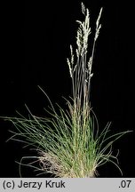 Festuca guestphalica (kostrzewa długolistna)