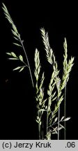 Festuca guestphalica (kostrzewa długolistna)