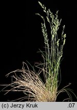 Festuca guestphalica (kostrzewa długolistna)