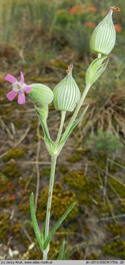 Silene conica (lepnica smukła)