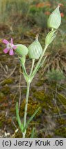 Silene conica (lepnica smukła)