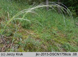 Stipa borysthenica (ostnica piaskowa)