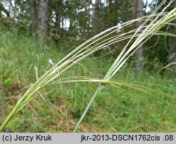 Stipa borysthenica (ostnica piaskowa)