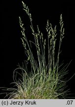 Festuca tenuifolia (kostrzewa nitkowata)