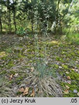 Festuca psammophila (kostrzewa piaskowa)