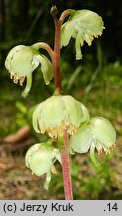 Pyrola chlorantha (gruszyczka zielonawa)