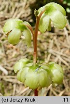 Pyrola chlorantha (gruszyczka zielonawa)