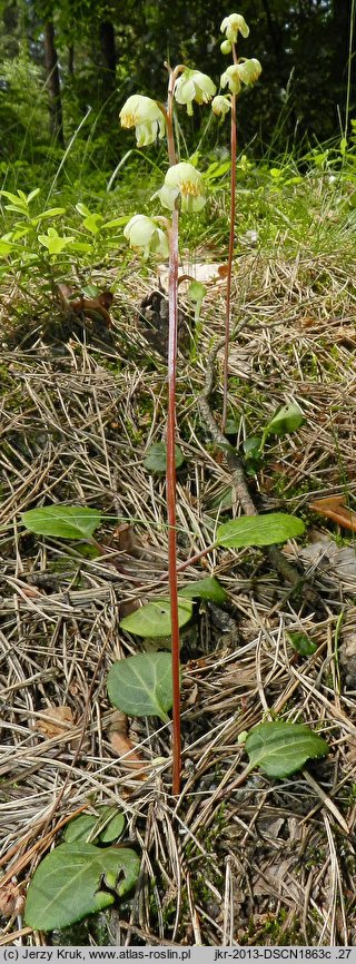 Pyrola chlorantha (gruszyczka zielonawa)