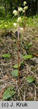 Pyrola chlorantha (gruszyczka zielonawa)