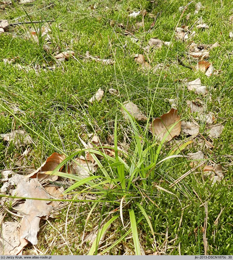 Carex pallens (turzyca bladozielona)