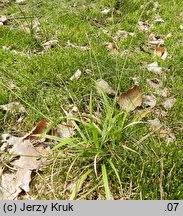 Carex pallens (turzyca bladozielona)