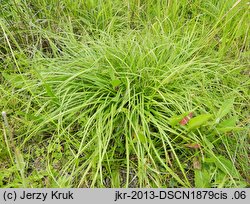 Carex transsilvanica (turzyca siedmiogrodzka)