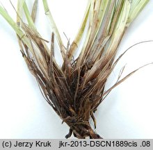 Carex transsilvanica (turzyca siedmiogrodzka)