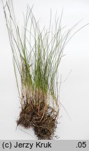 Festuca unifaria (kostrzewa sitowata)