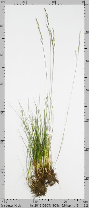 Festuca unifaria (kostrzewa sitowata)