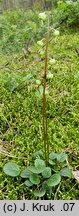 Pyrola chlorantha (gruszyczka zielonawa)