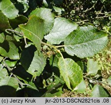 Salix caprea (wierzba iwa)