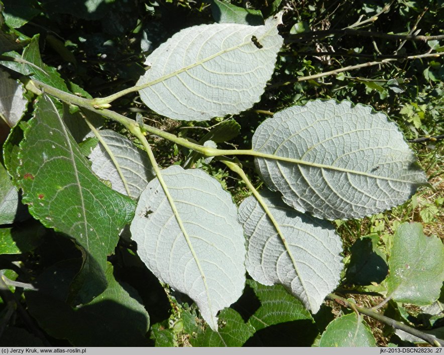 Salix caprea (wierzba iwa)