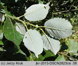 Salix caprea (wierzba iwa)