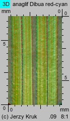 Festuca pseudodalmatica (kostrzewa nibydalmacka)