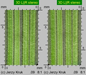 Festuca pseudodalmatica (kostrzewa nibydalmacka)