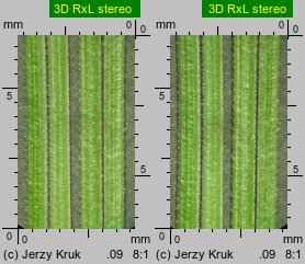 Festuca pseudodalmatica (kostrzewa nibydalmacka)