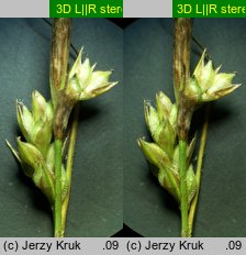 Carex transsilvanica (turzyca siedmiogrodzka)