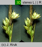 Carex transsilvanica (turzyca siedmiogrodzka)