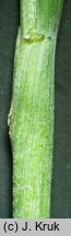 Festuca unifaria (kostrzewa sitowata)