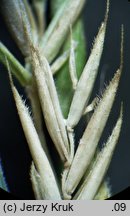 Festuca rupicola (kostrzewa bruzdkowana)