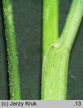 Festuca trachyphylla (kostrzewa murawowa)