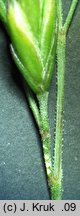 Festuca guestphalica (kostrzewa długolistna)