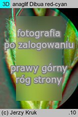Festuca guestphalica (kostrzewa długolistna)